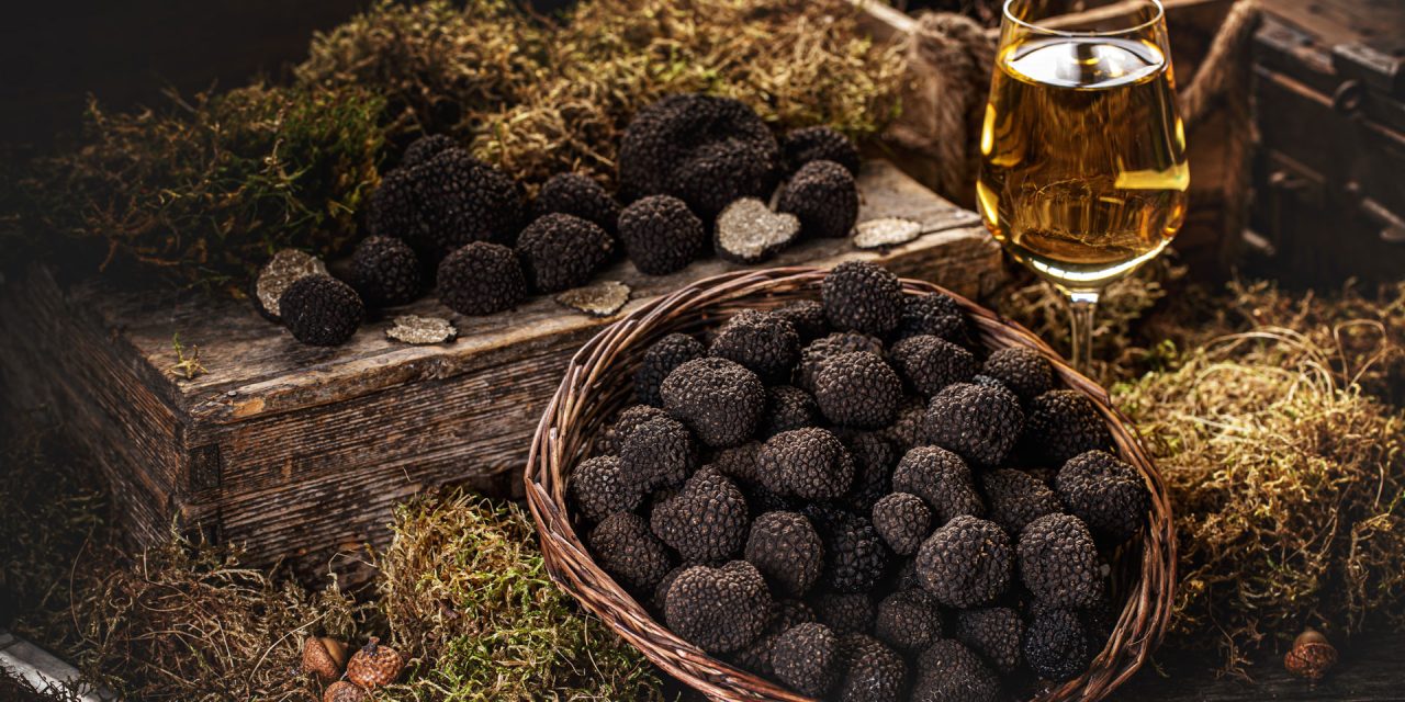 LOV NA TARTUFE – TRUFFLE HUNTING