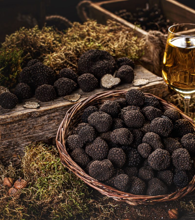 LOV NA TARTUFE - TRUFFLE HUNTING