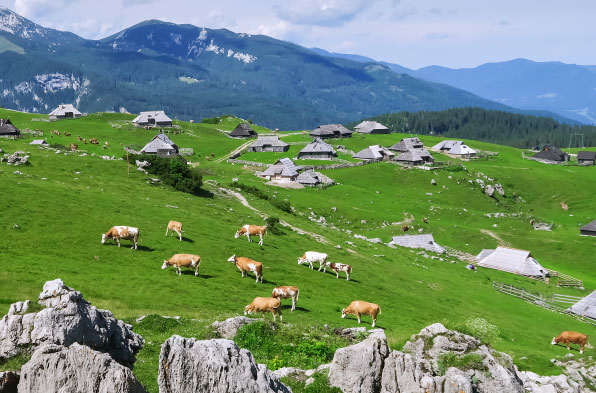 Velika planina - Kamniška Bistrica
